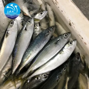 Mackerel fish