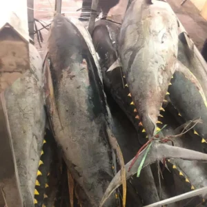Yellow Fin Tuna Fish