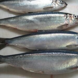 Herring Fish