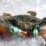 Live Crabs