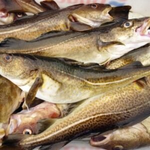 Cod Fish
