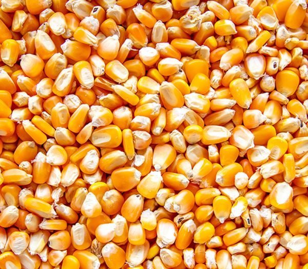 Yellow corn