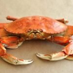 King crab