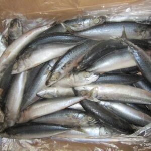 Frozen Mackerel
