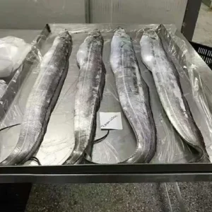 Ribbon Fish (Ribbonfish)