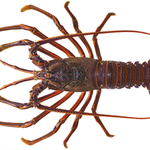 Rock Lobster